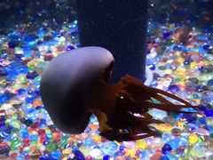 -成都浩海立方海洋公园