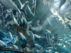 -上海海洋水族馆