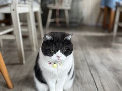 -海边的猫和咖啡馆