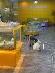 点击看大图 -神奇动物撸宠馆·羊驼·小浣熊·异宠(豫园店)