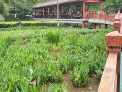 -重庆彩云湖湿地公园