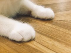 -飞行喵MR PILOT|猫舍·猫咖(静安大融城店)