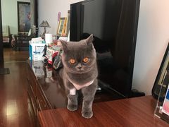 -纳吉亚猫专科动物诊疗中心(蒋宅口分院)