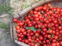 -樱桃山旅游景区