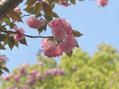 -高东镇樱花园