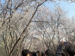 -桃花堤公园