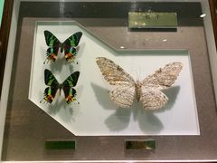 -上海昆虫博物馆