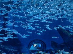 -海合安武汉极地海洋公园