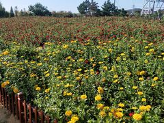 -羊亭河湿地公园