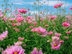 -长白岛森林公园