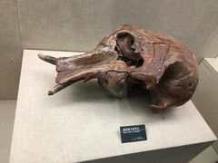 -呼伦贝尔民族博物馆