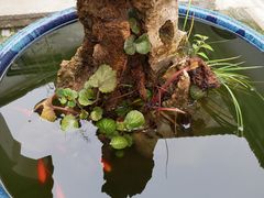 -月栖华明-云间草堂清茶馆(泗泾古镇店)