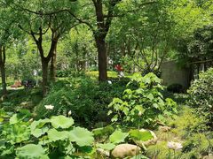 -陈家山荷花公园