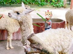 -深圳野生动物园