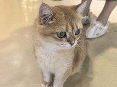 -藏猫猫咖啡主题馆(中央大道店)