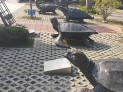 -广东惠东海龟国家级自然保护区