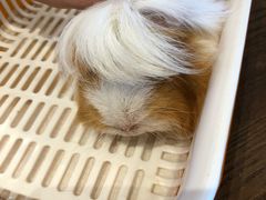 -藦茜花园宠物主题亲子互动体验馆(国顺东路店)