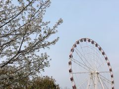 -顾村公园