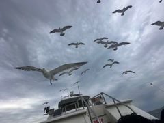 -星海湾跨海大桥
