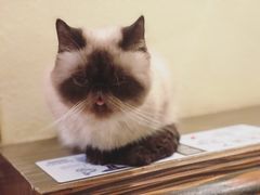 -more than meow吴止猫主题餐厅(承德 中船汇店)