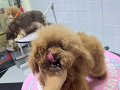 -Oh My Dog宠物沙龙(伊珊娜皮毛护理店)