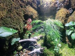 -野菌皇海景野生菌火锅(滨海大道店)