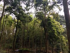 -凤栖山