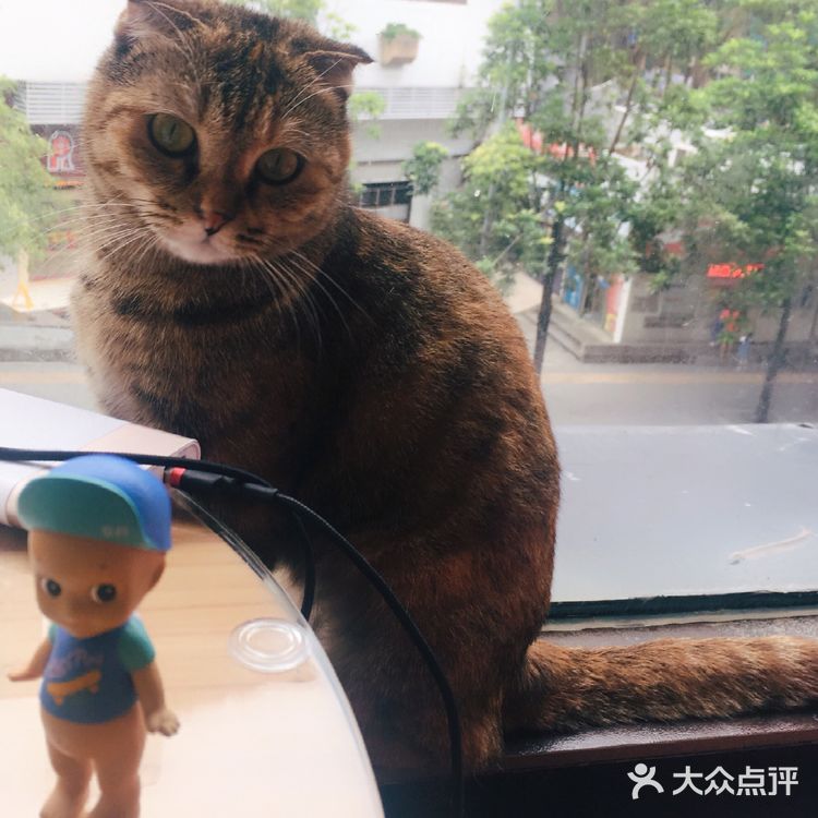 尤其是在自己忙碌一天休息的时候撸个猫解个乏