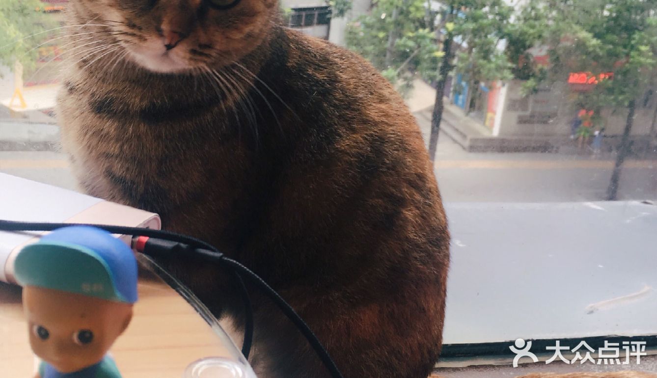 尤其是在自己忙碌一天休息的时候撸个猫解个乏