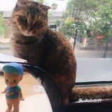 尤其是在自己忙碌一天休息的时候撸个猫解个乏