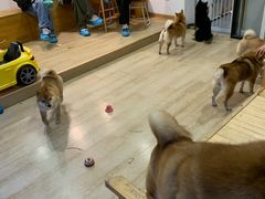 -南京Hallo宠物乐园·哈罗犬舍·柴犬繁育基地