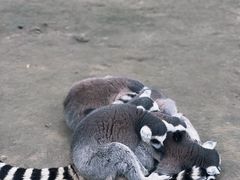 -水绘园