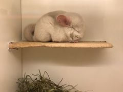 -龙猫仔乐园(惠福东路店)