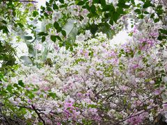 -深圳国际园林花卉博览园