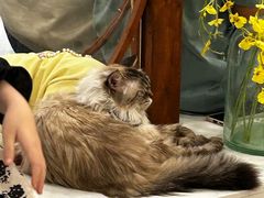 -共舞时光猫咖·狗咖(新街口店)