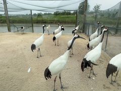 -盐城丹顶鹤湿地生态旅游区