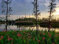 -白鹭湾湿地公园