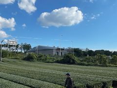 -雪绿茶博物馆