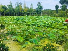 -洪湖家庭农场·团建·露营·会议