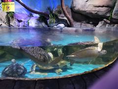 -多彩贵州城极地海洋世界