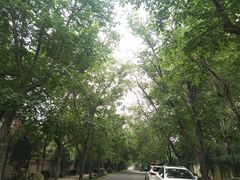 -三里屯东五街银杏大道
