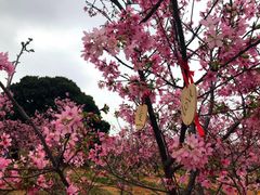 -天适樱花悠乐园