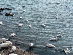 -烟墩角天鹅湖