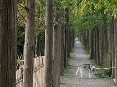 -上海长兴岛郊野公园