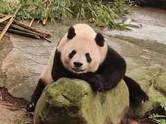 -都江堰中华大熊猫苑