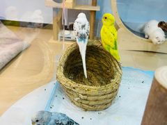 -喵宠乐园·撸猫互动·猫舍