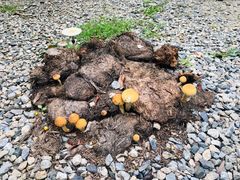 -大象粑粑造纸公园