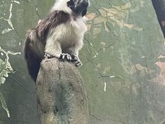 -广州长隆国际大马戏