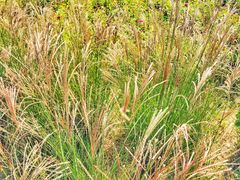 景点-上海长兴岛郊野公园