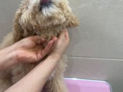 -北京观赏动物医院·24小时大型综合·猫专科·异宠专科